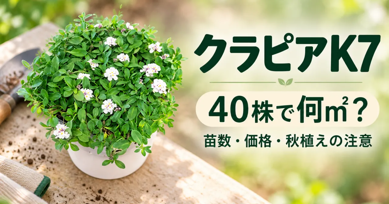 クラピアK7、40株で何㎡?苗数・価格・秋植えの注意。公式苗写真を参照した生成イメージ