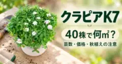 クラピアK7、40株で何㎡？苗数・価格・秋植えの注意。公式苗写真を参照した生成イメージ
