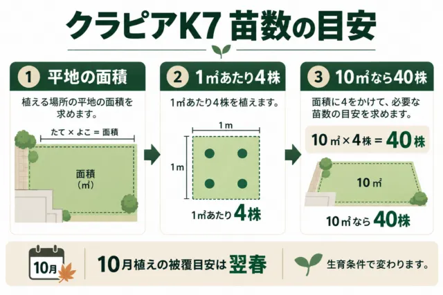 図解:平地の面積に4株を掛けて苗数を算出。10㎡なら40株、10月植えの被覆目安は翌春